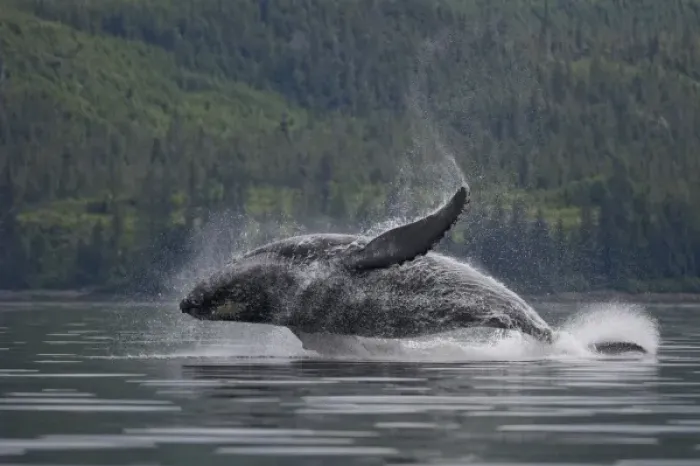 Framed Print : USA, Alaska, Tongass National Forest, Humpback Whale (Megaptera novaengliae) breaching Framed Print : USA, Alaska, Tongass National Forest, Humpback Whale (Megaptera novaengliae) breaching