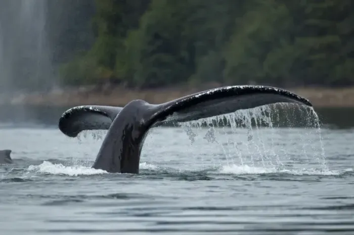 Framed Print : USA, Alaska, Tongass National Forest, Humpback Whale (Megaptera novaengliae) raises Framed Print : USA, Alaska, Tongass National Forest, Humpback Whale (Megaptera novaengliae) raises