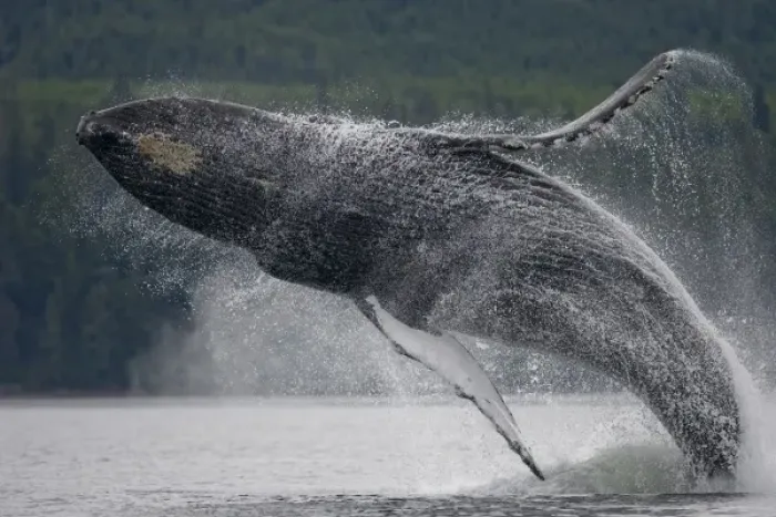 Framed Print : USA, Alaska, Tongass National Forest, Humpback Whale (Megaptera novaengliae) breaching Framed Print : USA, Alaska, Tongass National Forest, Humpback Whale (Megaptera novaengliae) breaching