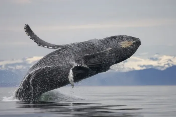Framed Print : USA, Alaska, Tongass National Forest, Humpback Whale (Megaptera novaengliae) breaching