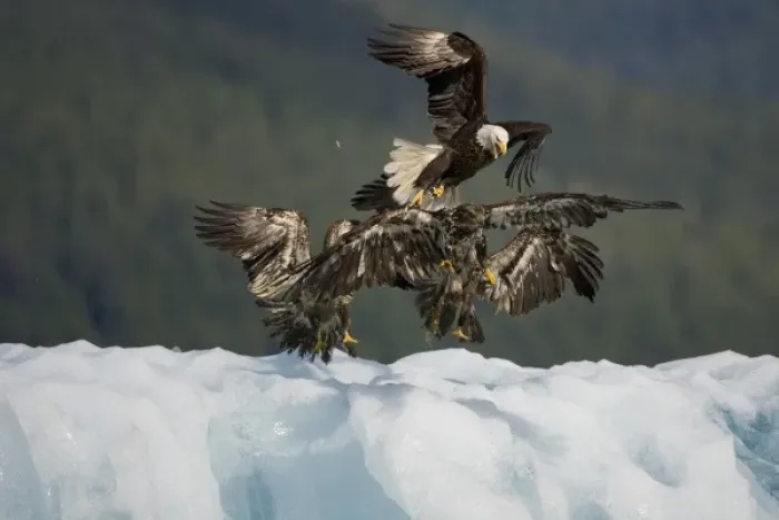 Framed Print : USA, Alaska, Tongass National Forest, Bald Eagle (Haliaeetus leucocephalus) swarmed