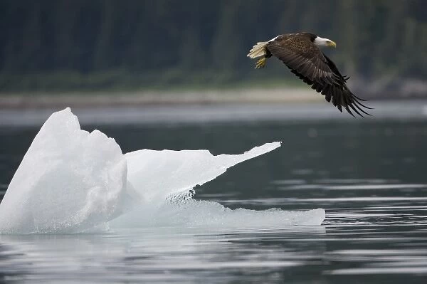 USA, Alaska, Tongass National Forest, Bald Eagle (Haliaeetus leucocephalus) taking