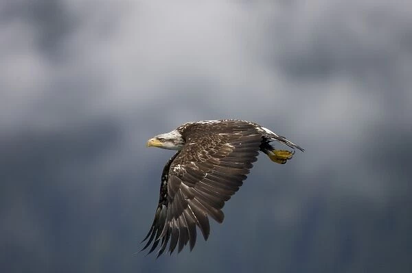 USA, Alaska, Tongass National Forest, Immature Bald Eagle (Haliaeetus leucocephalus)