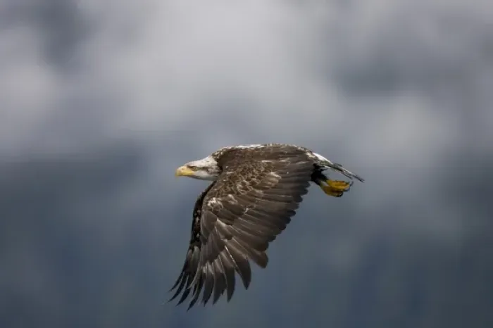 Framed Print : USA, Alaska, Tongass National Forest, Immature Bald Eagle (Haliaeetus leucocephalus)