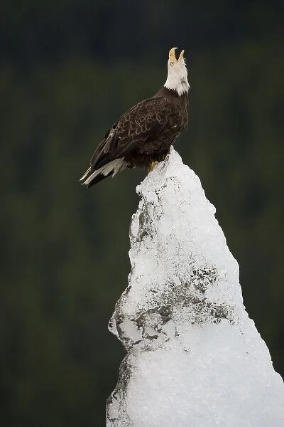 USA, Alaska, Tongass National Forest, Bald Eagles (Haliaeetus leucocephalus) on iceberg