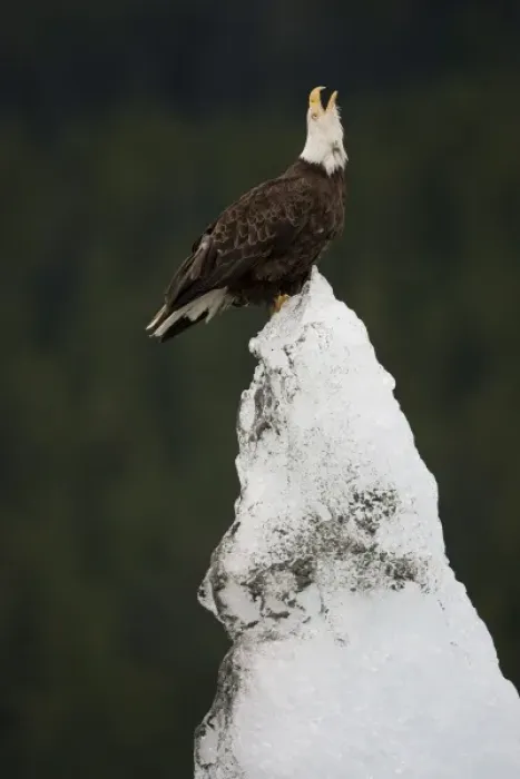 Framed Print : USA, Alaska, Tongass National Forest, Bald Eagles (Haliaeetus leucocephalus) on iceberg