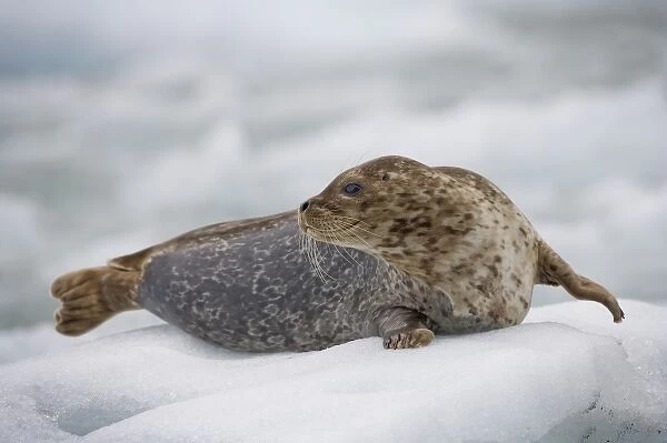 USA, Alaska, Tongass National Forest, South Sawyer Glacier, Harbor Seal (Phoca vitulina)