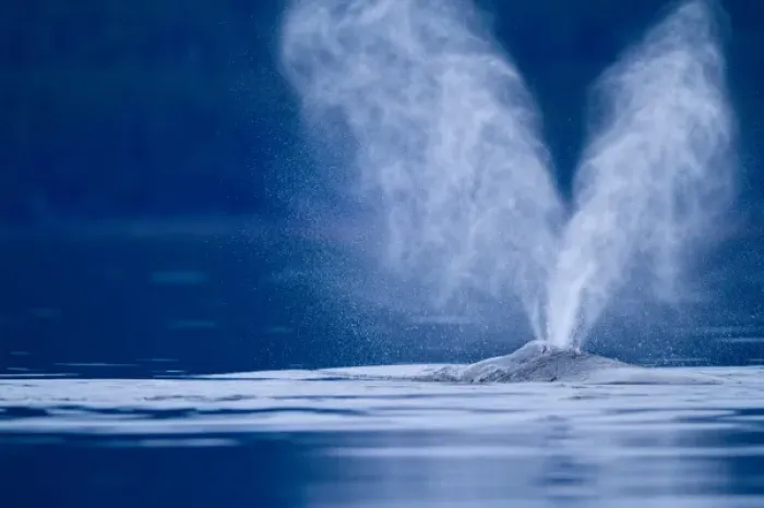 Framed Print : USA, Alaska, Tongass National Forest, Twin plumes of mist emerge from blowhole of Humpback Whale