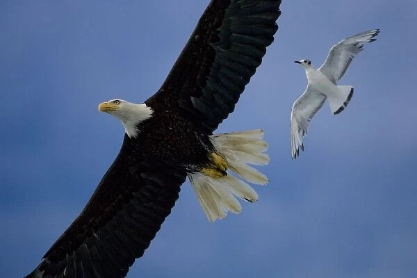 USA, Alaska, Tongass National Forest, Bald Eagle (Haliaeetus leucocephalus) chased