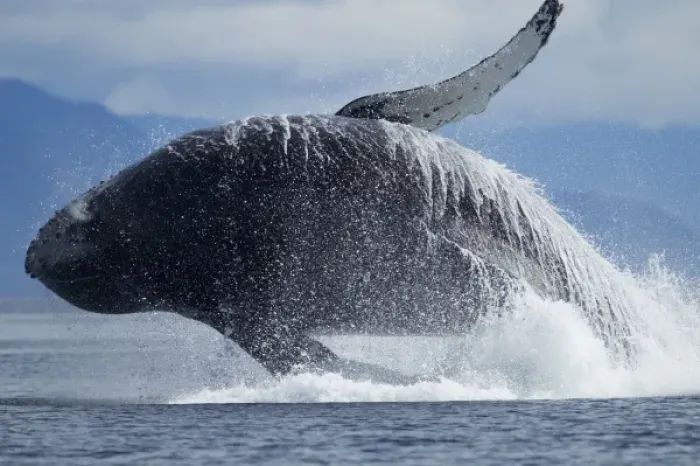 Framed Print : USA, Alaska, Tongass National Forest, Humpback Whale (Megaptera novaengliae) breaches Framed Print : USA, Alaska, Tongass National Forest, Humpback Whale (Megaptera novaengliae) breaches
