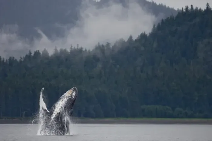 Framed Print : USA, Alaska, Tongass National Forest, Humpback Whale (Megaptera novaengliae) breaching Framed Print : USA, Alaska, Tongass National Forest, Humpback Whale (Megaptera novaengliae) breaching