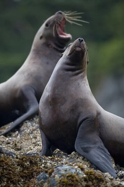 USA, Alaska, Tongass National Forest, Steller sea lions (Eumetopias jubatus) resting