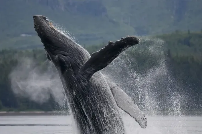 Framed Print : USA, Alaska, Tongass National Forest, Humpback Whale (Megaptera novaengliae) breaching Framed Print : USA, Alaska, Tongass National Forest, Humpback Whale (Megaptera novaengliae) breaching