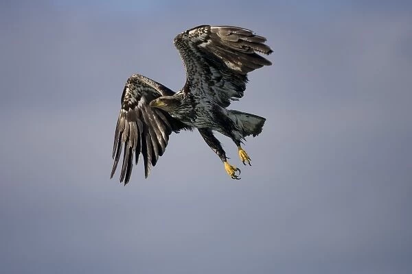 USA, Alaska, Tongass National Forest, Immature Bald Eagle (Haliaeetus leucocephalus)