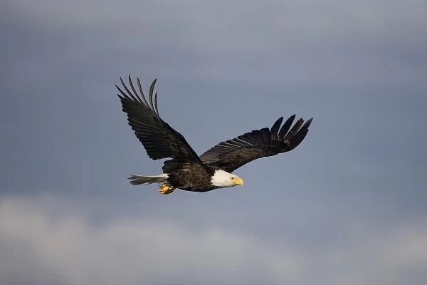 USA, Alaska, Tongass National Forest, Bald Eagle (Haliaeetus leucocephalus) in flight