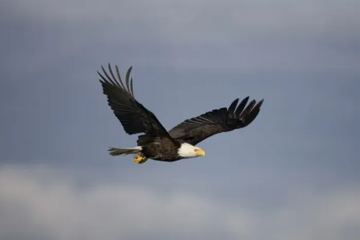 Framed Print : USA, Alaska, Tongass National Forest, Bald Eagle (Haliaeetus leucocephalus) in flight