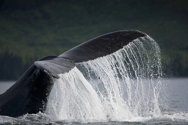 USA, Alaska, Tongass National Forest, Humpback Whale (Megaptera novaengliae) slapping