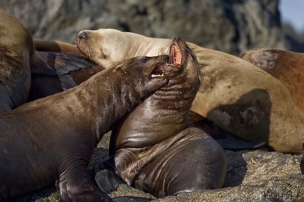 USA, Alaska, Tongass National Forest, Steller sea lions (Eumetopias jubatus) fighting