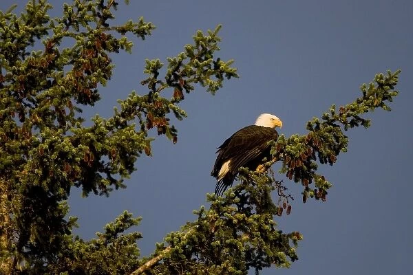 USA, Alaska, Tongass National Forest, Bald Eagle (Haliaeetus leucocephalus) resting