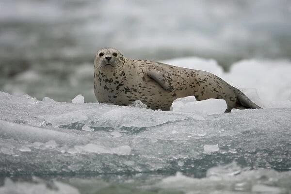 USA, Alaska, Tongass National Forest, South Sawyer Glacier, Harbor Seal Pup (Phoca