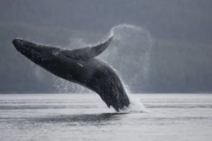 Framed Print : USA, Alaska, Tongass National Forest, Humpback Whale (Megaptera novaengliae) breaching