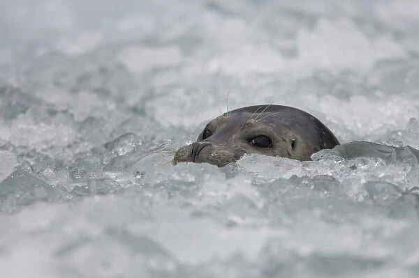 USA, Alaska, Tongass National Forest, Harbor Seal (Phoca vitulina) peering through
