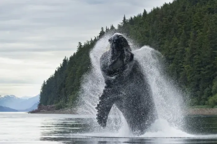 Framed Print : USA, Alaska, Tongass National Forest, Humpback Whales (Megaptera novaengliae) breaches