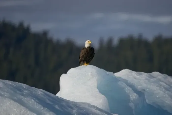 Framed Print : USA, Alaska, Tongass National Forest, Bald Eagle (Haliaeetus leucocephalus) resting