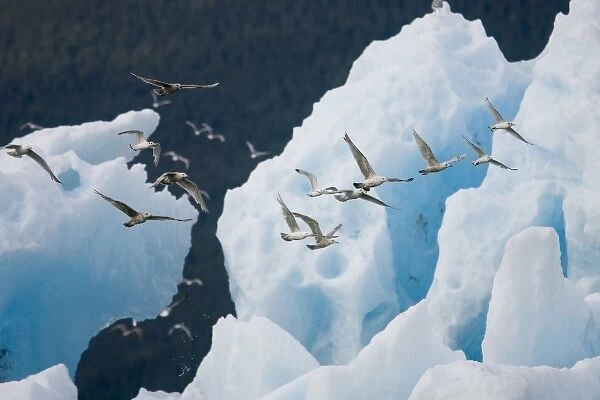 USA, Alaska, Tongass National Forest, Flock of seagulls taking flight past iceberg