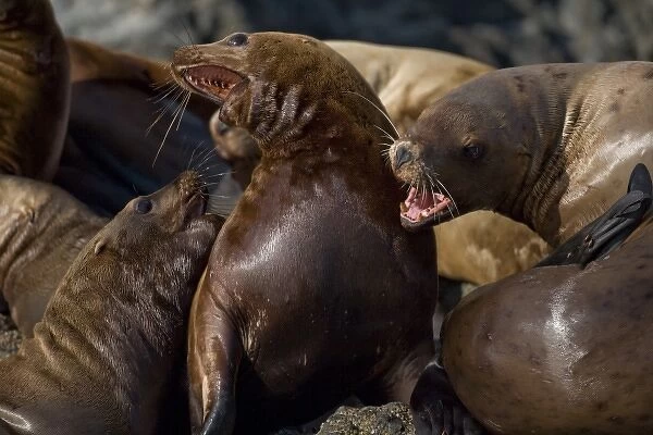 USA, Alaska, Tongass National Forest, Steller sea lions (Eumetopias jubatus) fighting