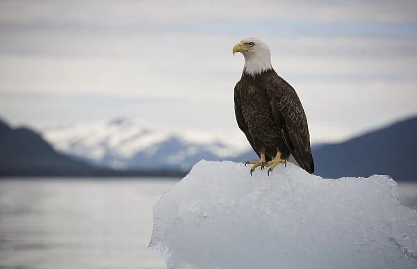 USA, Alaska, Tongass National Forest, Bald Eagle (Haliaeetus leucocephalus) on iceberg