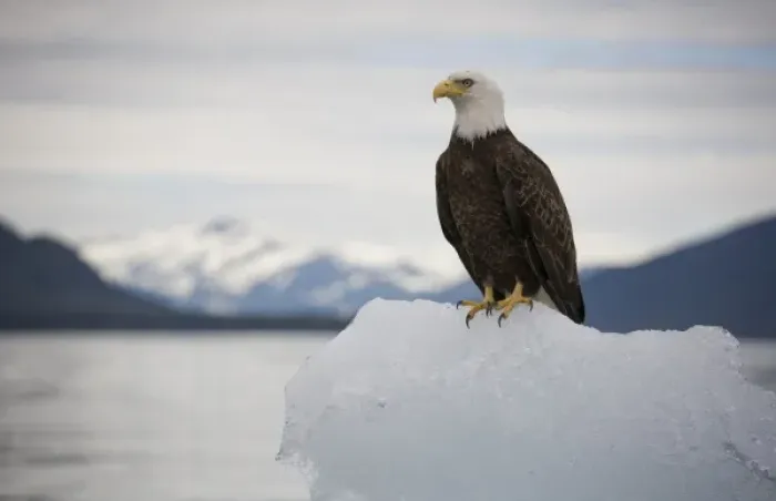 Framed Print : USA, Alaska, Tongass National Forest, Bald Eagle (Haliaeetus leucocephalus) on iceberg Framed Print : USA, Alaska, Tongass National Forest, Bald Eagle (Haliaeetus leucocephalus) on iceberg