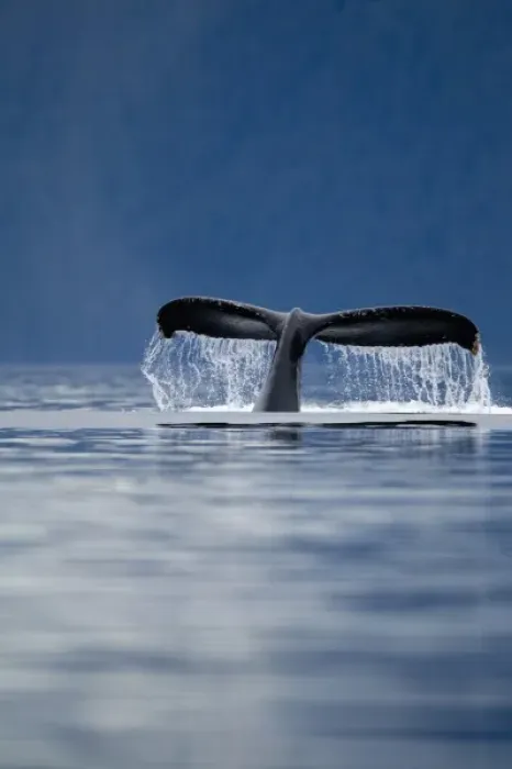 Framed Print : USA, Alaska, Tongass National Forest, Humpback Whales Tail (Megaptera novaengliae) Framed Print : USA, Alaska, Tongass National Forest, Humpback Whales Tail (Megaptera novaengliae)