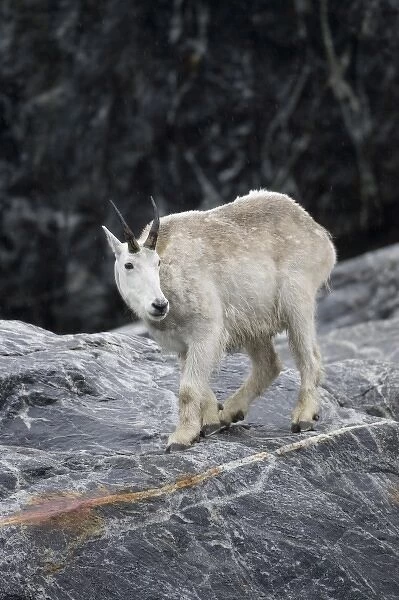 USA, Alaska, Tracy Arm - Fords Terror Wilderness, Mountain Goat (Oreamnos americanus)