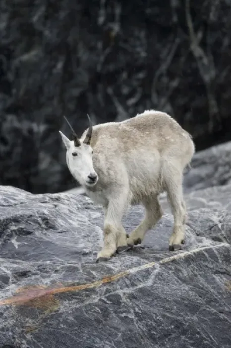 Framed Print : USA, Alaska, Tracy Arm - Fords Terror Wilderness, Mountain Goat (Oreamnos americanus) Framed Print : USA, Alaska, Tracy Arm - Fords Terror Wilderness, Mountain Goat (Oreamnos americanus)