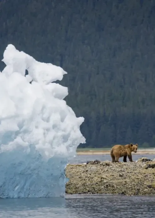 Framed Print : USA, Alaska, Tracy Arm - Fords Terror Wilderness, Brown (Grizzly) Bear (Ursus arctos)