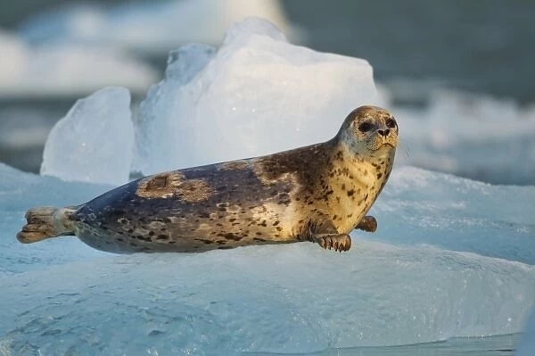 USA, Alaska, Tracy Arm-Fords Terror Wilderness, Harbor Seal (Phoca vitulina) on iceberg