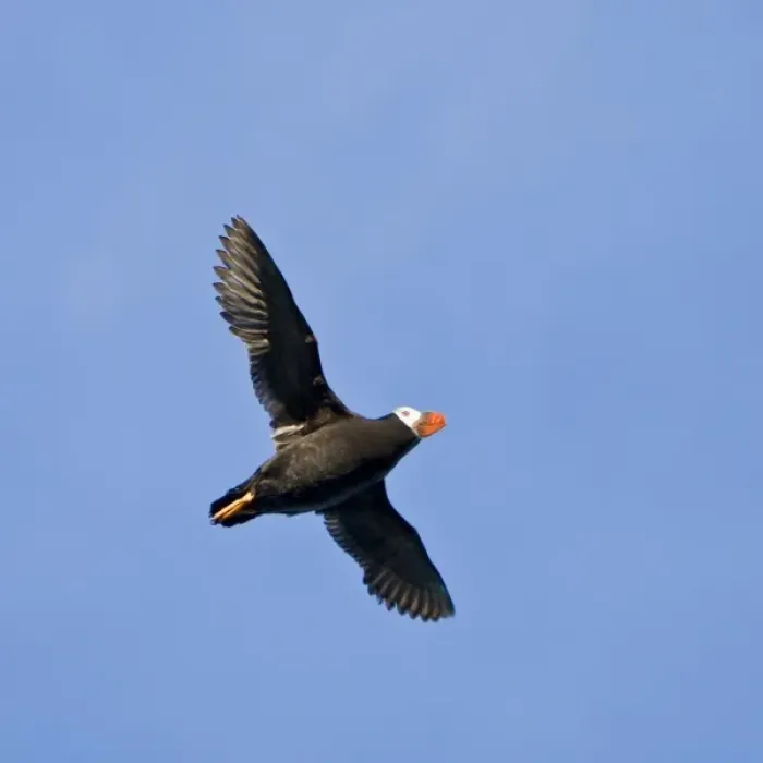 Framed Print : USA. Alaska. Tufted Puffin at Bird Island in Lake Clark NP