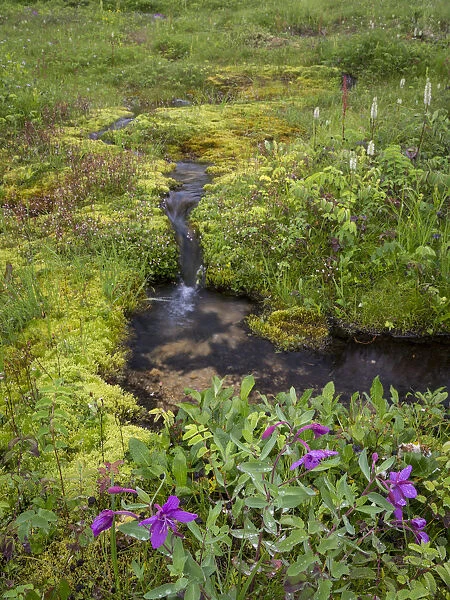 USA, Alaska. Upper Willow Creek and flowers