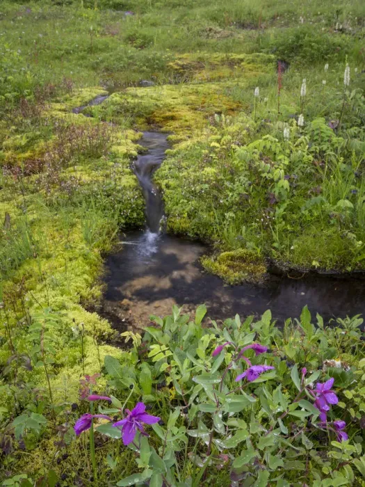 Framed Print : USA, Alaska. Upper Willow Creek and flowers Framed Print : USA, Alaska. Upper Willow Creek and flowers
