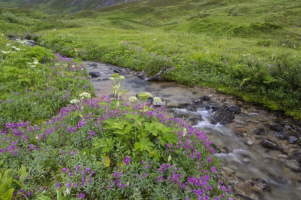 USA, Alaska. Upper Willow Creek and flowers