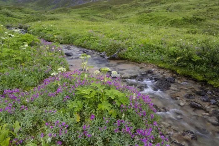 Framed Print : USA, Alaska. Upper Willow Creek and flowers Framed Print : USA, Alaska. Upper Willow Creek and flowers