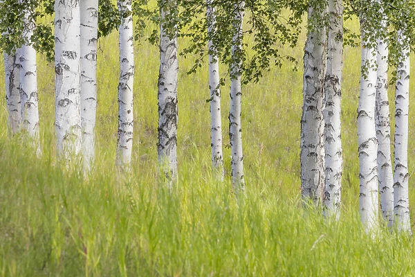 USA, Alaska. USA, Alaska. Paper birch trees and grass