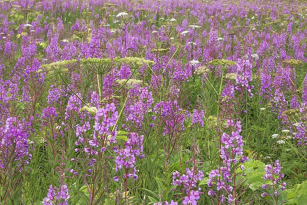 USA, Alaska, Valdez. Field of fireweed and cow parsnip flowers