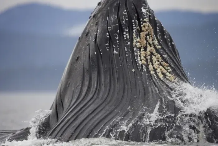 Framed Print : USA, Alaska, Detail of Ventral Pleats in throat of Humpback Whale (Megaptera novaengliae)