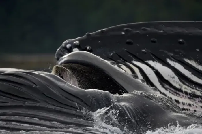 Framed Print : USA, Alaska, Detail of Ventral Pleats in throat of Humpback Whale (Megaptera novaengliae) Framed Print : USA, Alaska, Detail of Ventral Pleats in throat of Humpback Whale (Megaptera novaengliae)