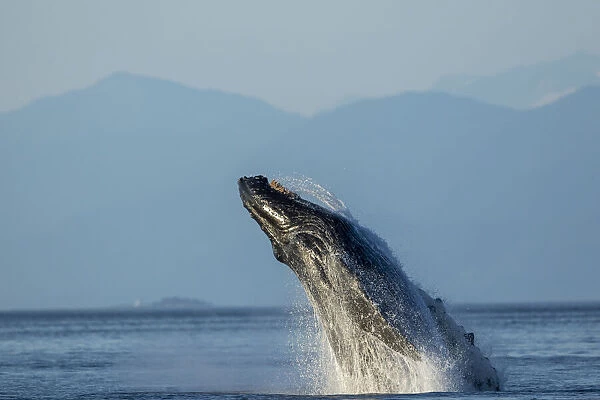 USA, Alaska, Water streams from breaching Humpback Whale (Megaptera novaeangliae