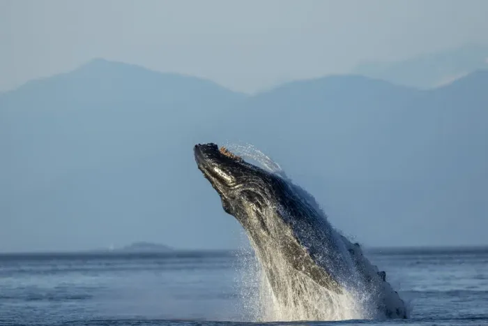Framed Print : USA, Alaska, Water streams from breaching Humpback Whale (Megaptera novaeangliae