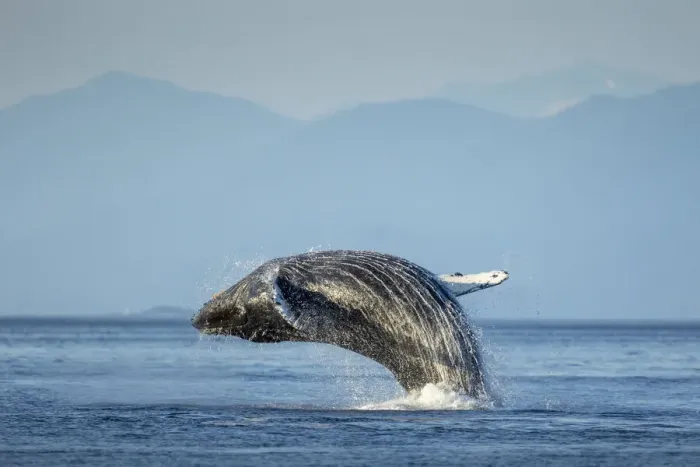 Framed Print : USA, Alaska, Water streams from breaching Humpback Whale (Megaptera novaeangliae Framed Print : USA, Alaska, Water streams from breaching Humpback Whale (Megaptera novaeangliae