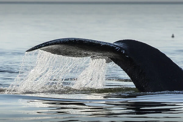 USA, Alaska, Water streams from tail of Humpback Whale (Megaptera novaeangliae